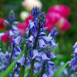 Hyacinthoides Hispanica, Spanish Bluebell